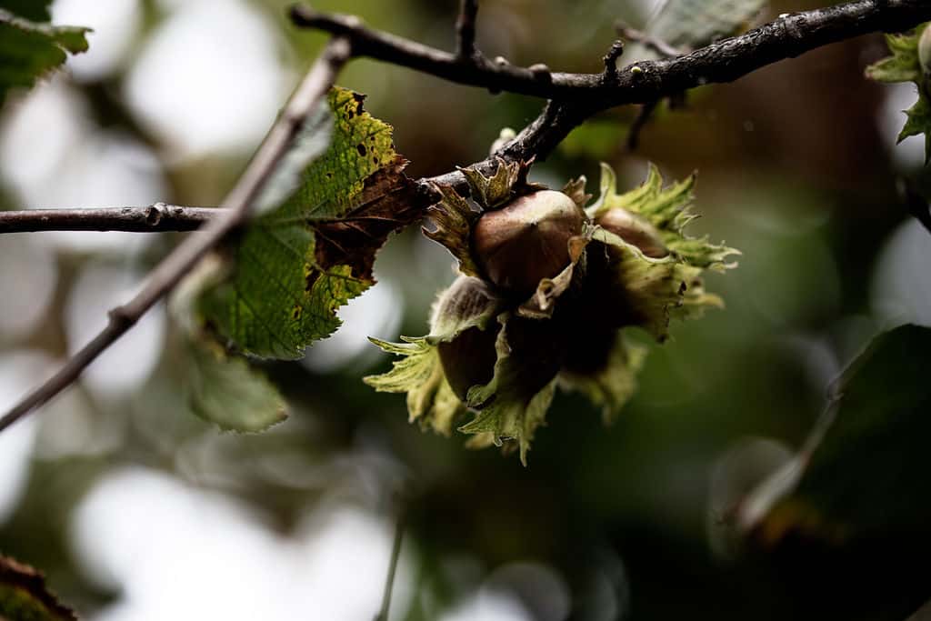 Hazelbrae Hazelnuts on the branch