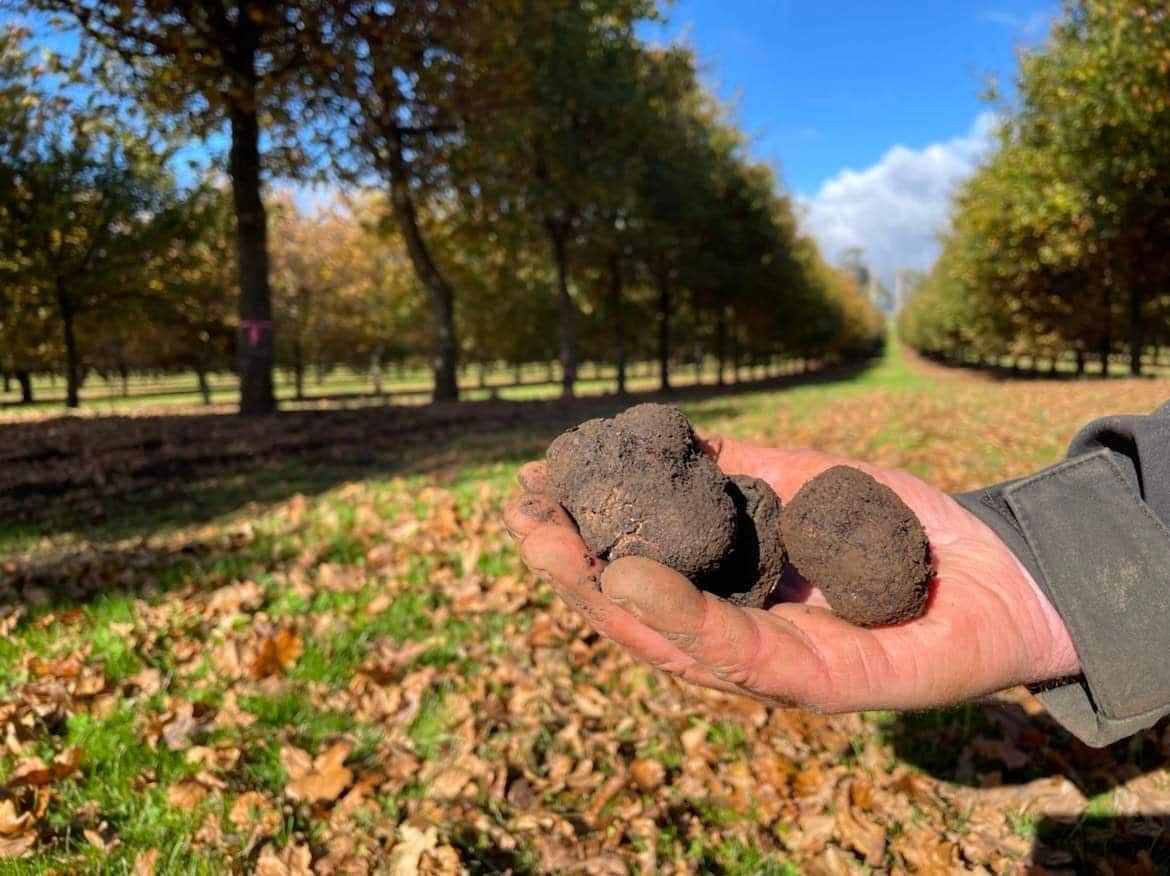 tasmanian truffle tours