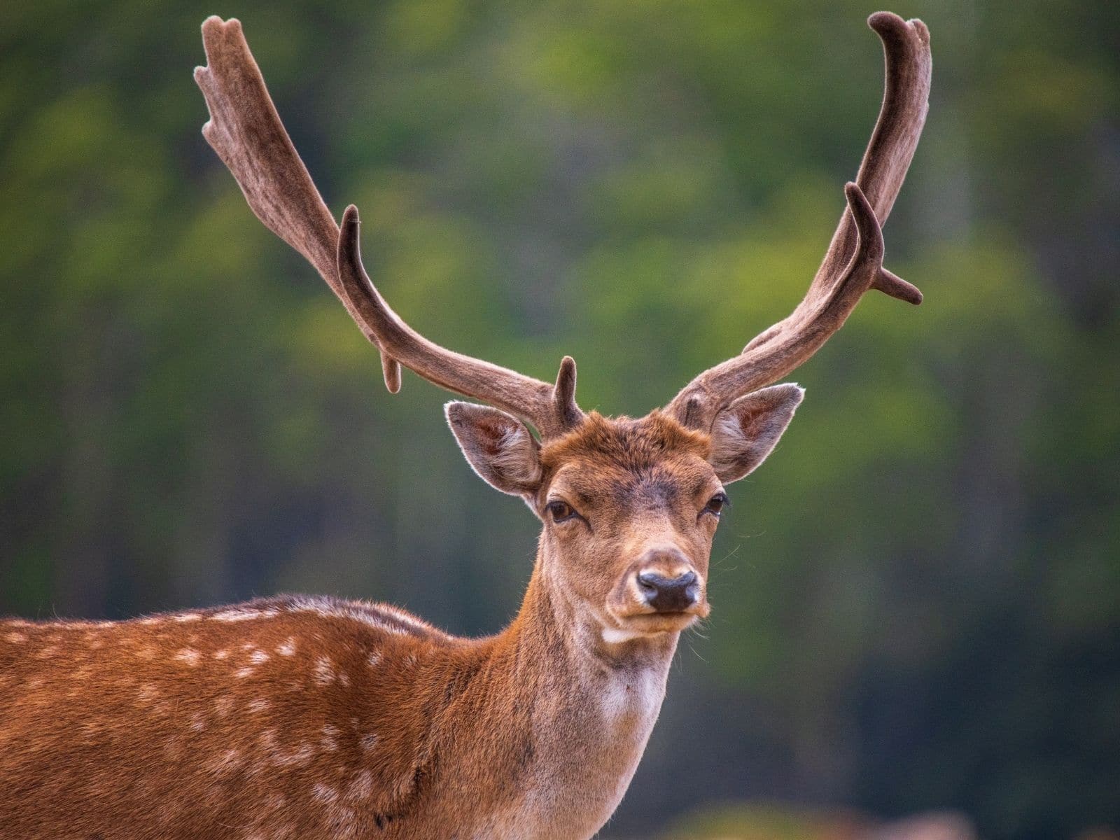 Free-range deer at Springfield Deer Farm near Mole Creek, Tasmania