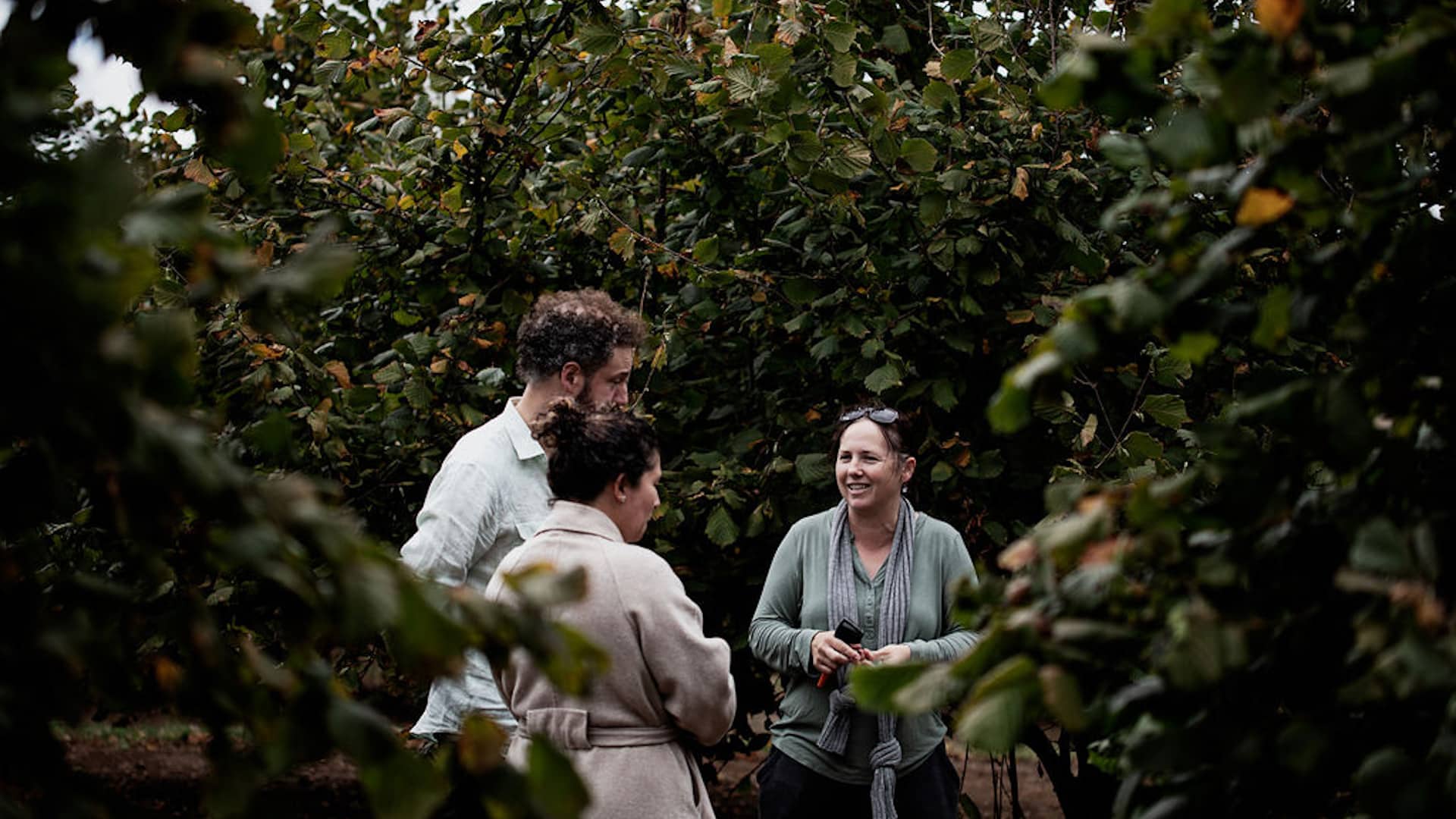 Guided orchard tour at Hazelbrae Hazelnuts, Tasmania, with guests standing under leafy hazelnut trees.
