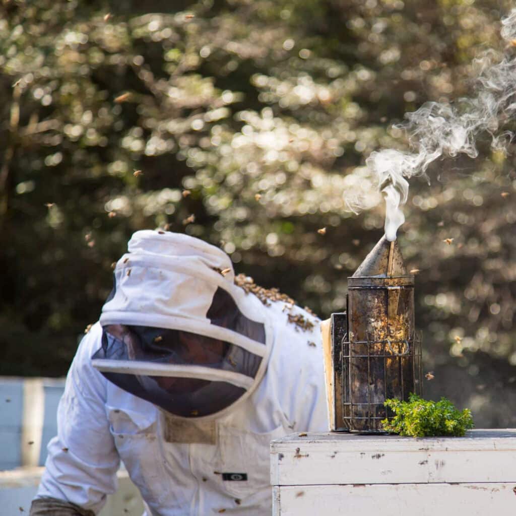 Beekeeper harvesting honey