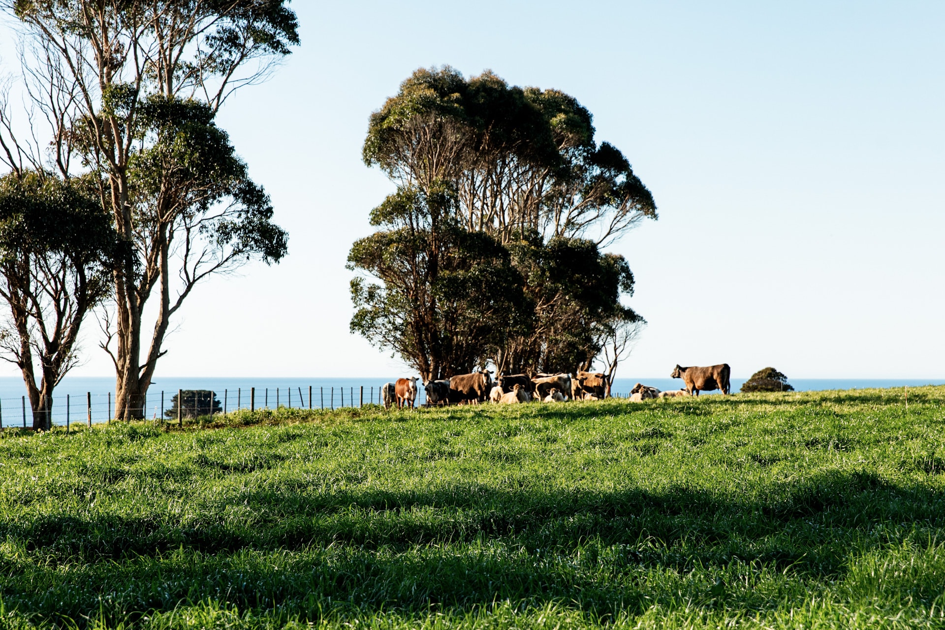 Lush green farmland with grazing cattle under a tree. The Bass Strait is visible in the distance.
