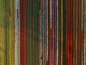 Aerial view of colourful tulip fields at Table Cape Tulip Farm near Wynyard, Tasmania