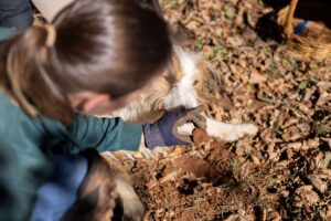 Truffle hunting with a trained truffle dog at The Truffledore near Latrobe, Tasmania