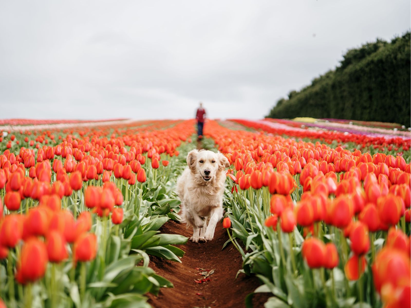 Dog running through colourful tulip fields at Table Cape Tulip Farm near Wynyard, Tasmania